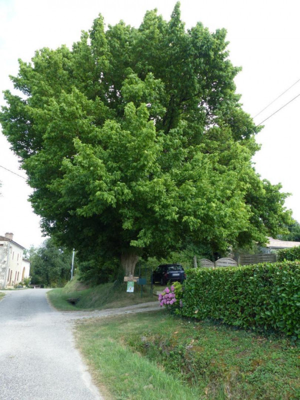 photo 61